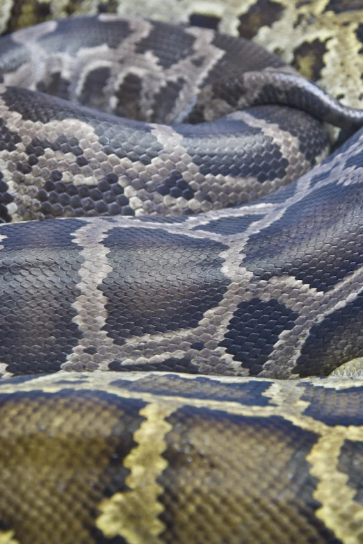 a close up s of a blue and white snake