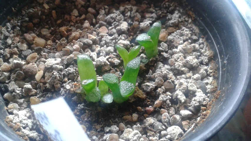 a metal pot filled with plants growing on top of dirt