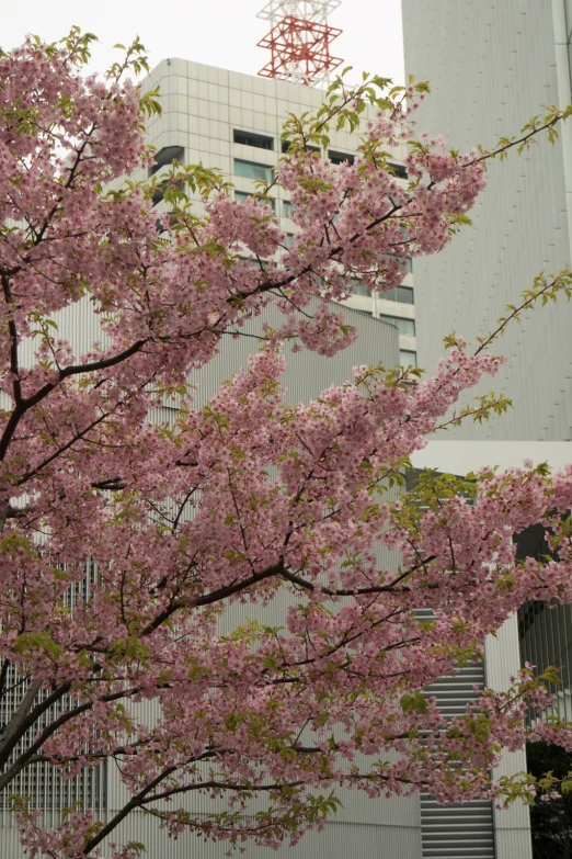 there is a large building behind a cherry blossom tree