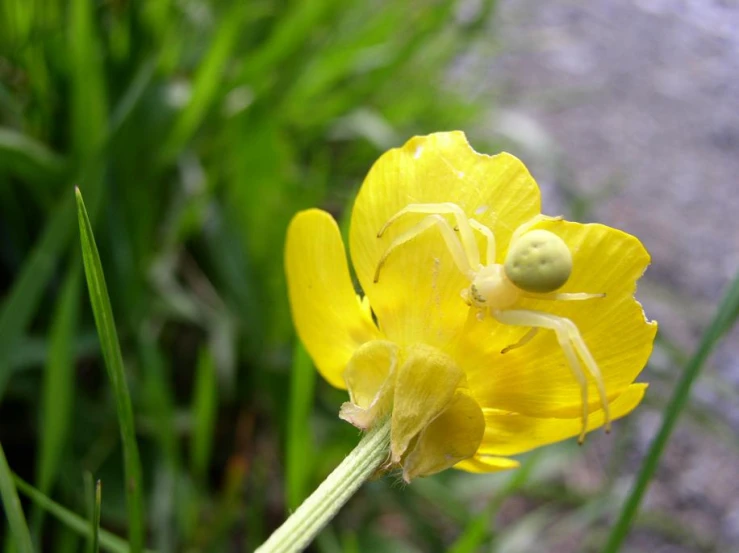 a close up of a yellow flower on the ground