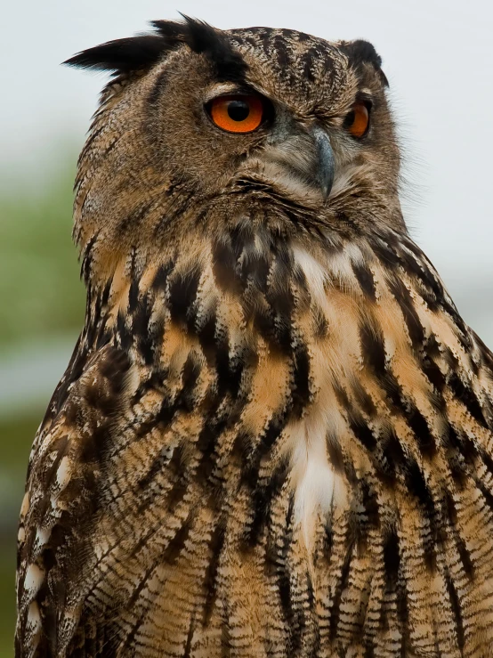 a large owl with an orange - eyed eye looks ahead