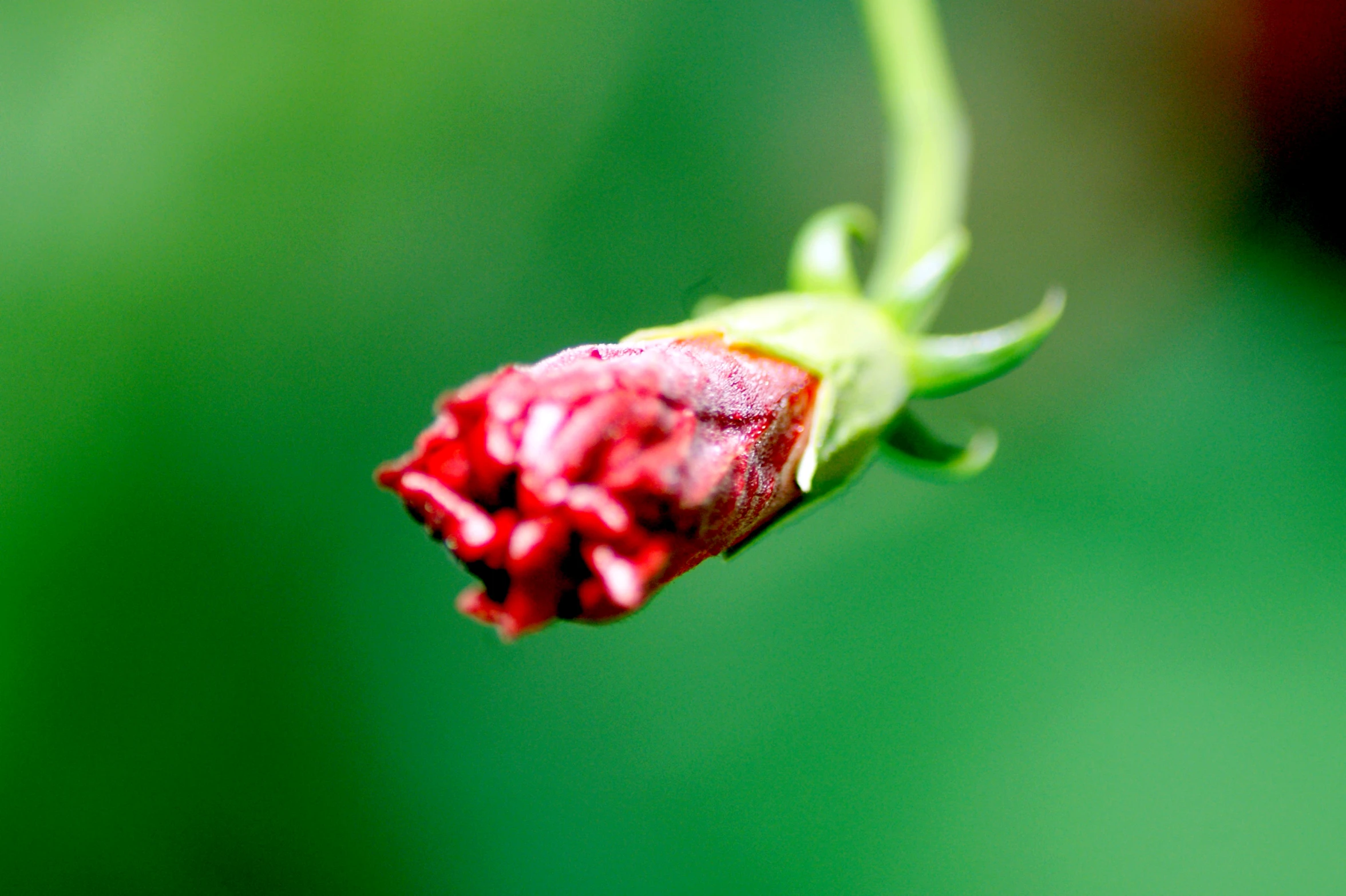 red and green flower bud with a black insect on it