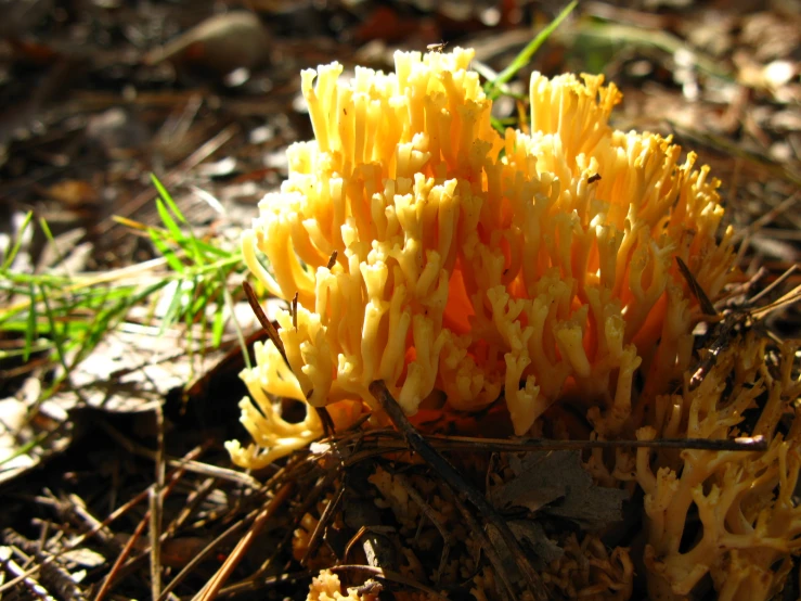 a bright yellow substance that is growing on the ground