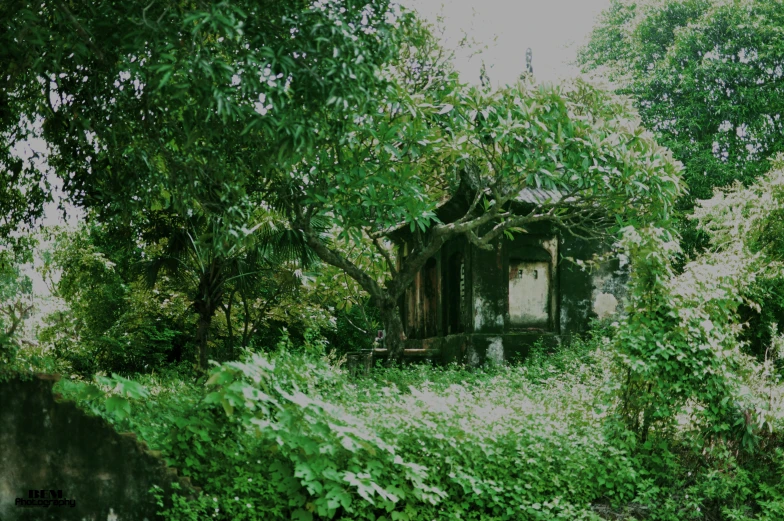 an old rundown shed sits surrounded by overgrown trees