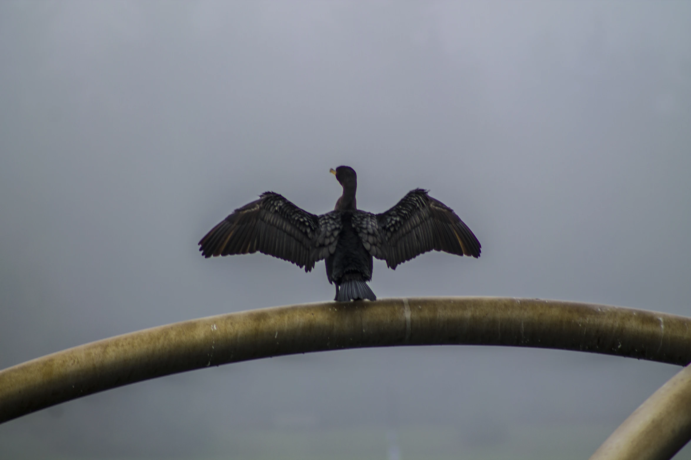 a black bird with outstretched wings sitting on top of a traffic light pole