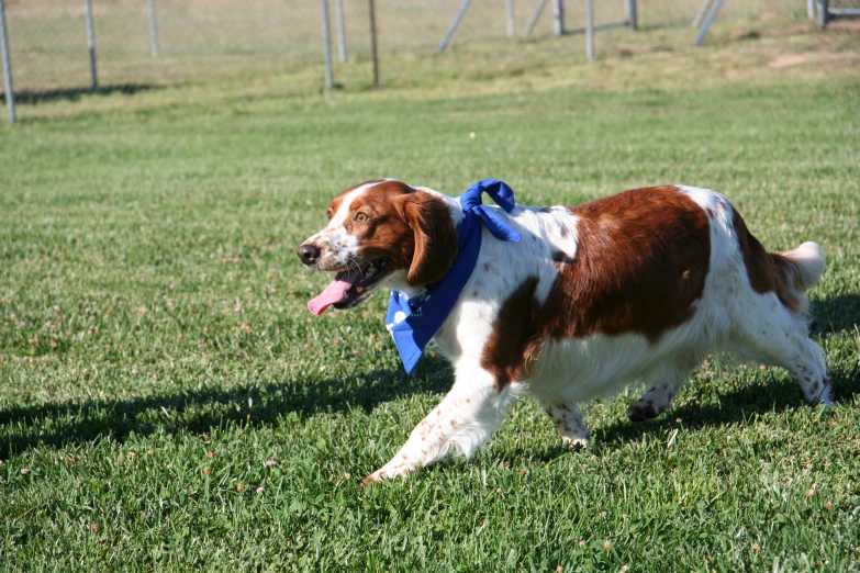 a brown and white dog running across a grass covered field