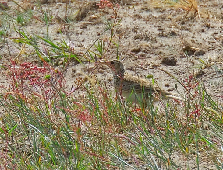 the bird is sitting in the tall grass