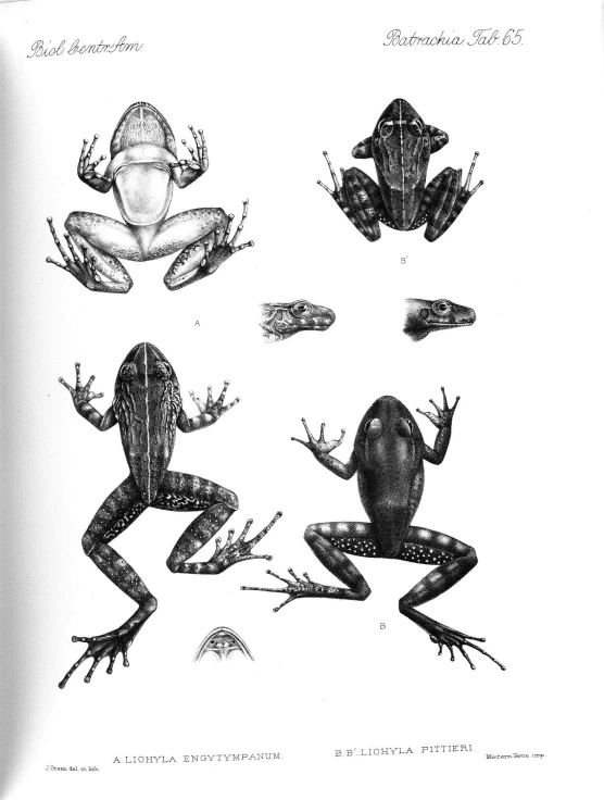 the frogs and toades are in different positions