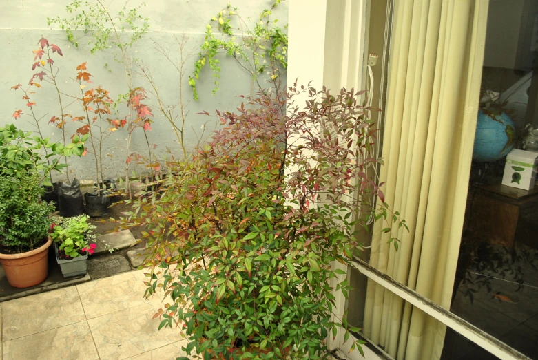 a plant near a window covered by vines