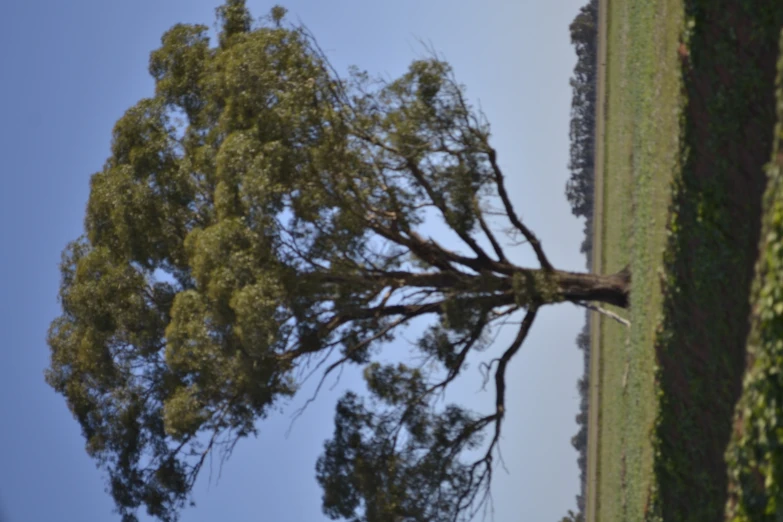 a horse standing under a large tree on a field