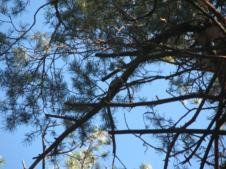 an eagle is perched in the top nches of a pine tree