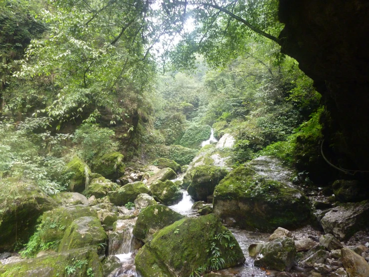 a stream in the middle of a jungle