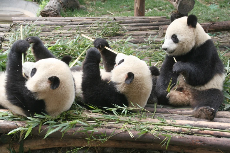 three panda bears play in a bamboo enclosure