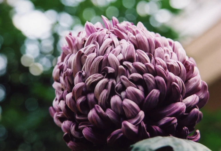 close up image of an intricate purple flower