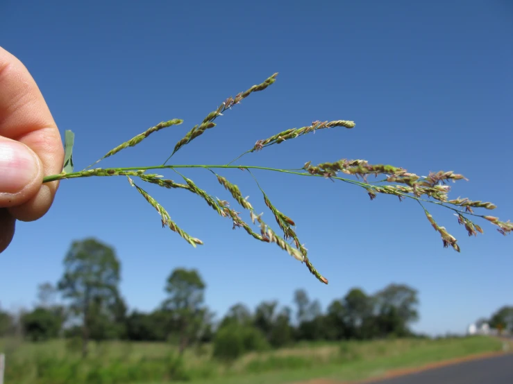 a person holds a small sprig in the air