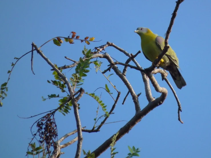 an image of a bird perched on top of a tree