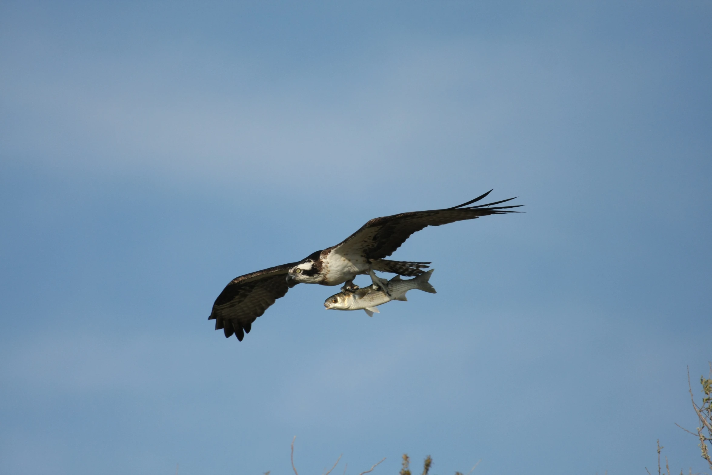 an ostrich in flight with a fish in its mouth