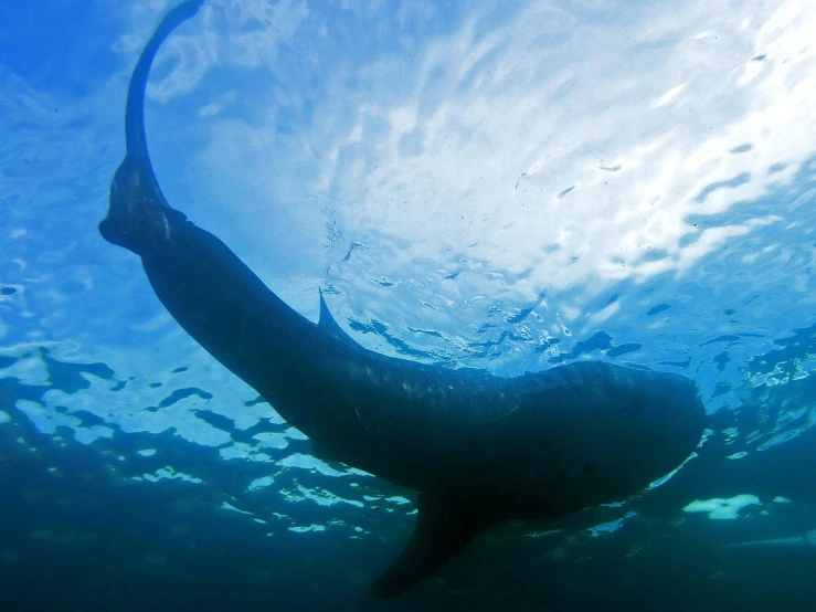 a large seal swimming under a body of water