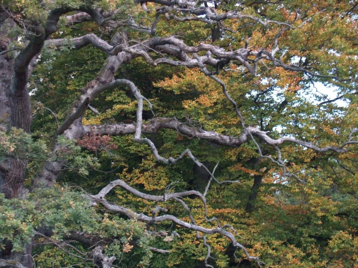 a large tree near some small bushes and trees