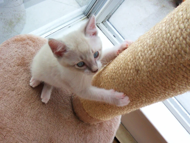 a little white kitten that is standing on a scratching post
