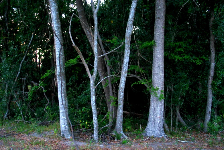 a small animal standing in the middle of a forest