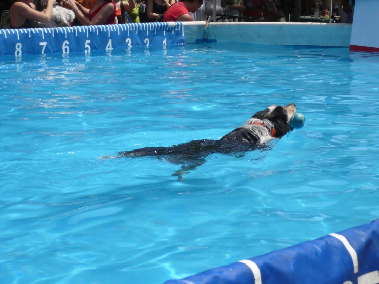 an image of a dog swimming in the pool
