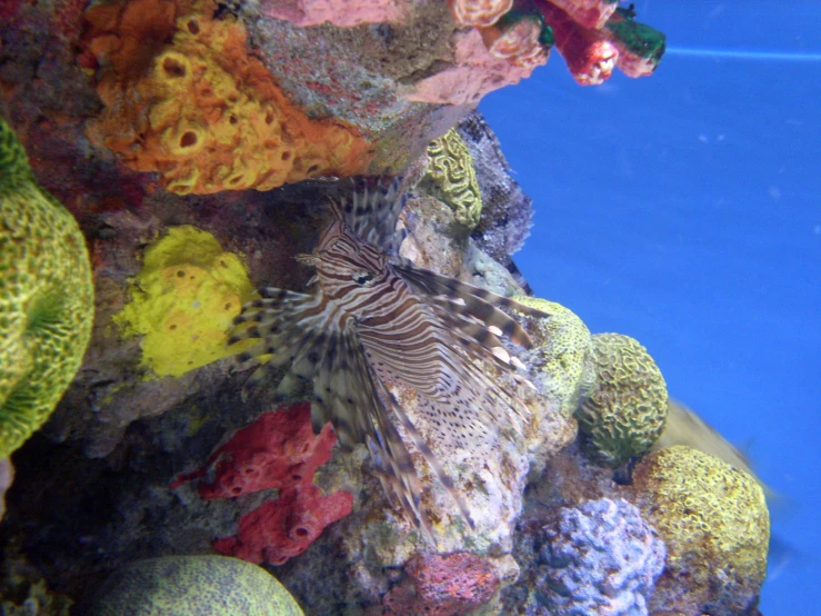 a large fish is surrounded by different colored corals