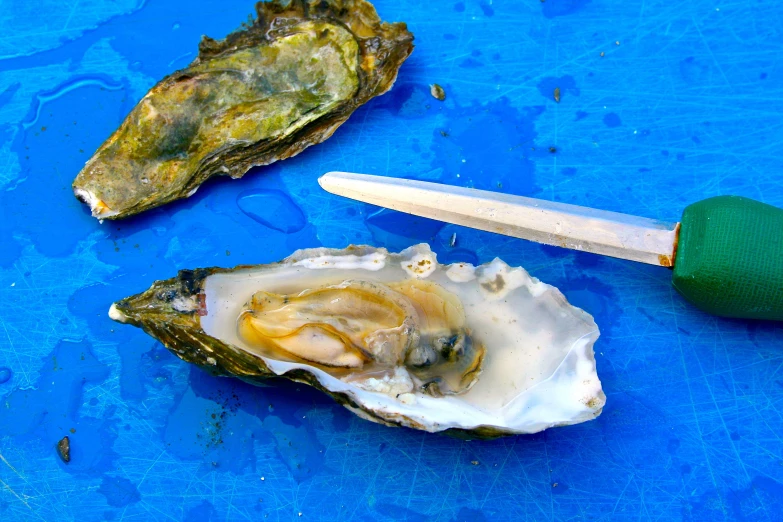 an oyster and knife on a blue surface