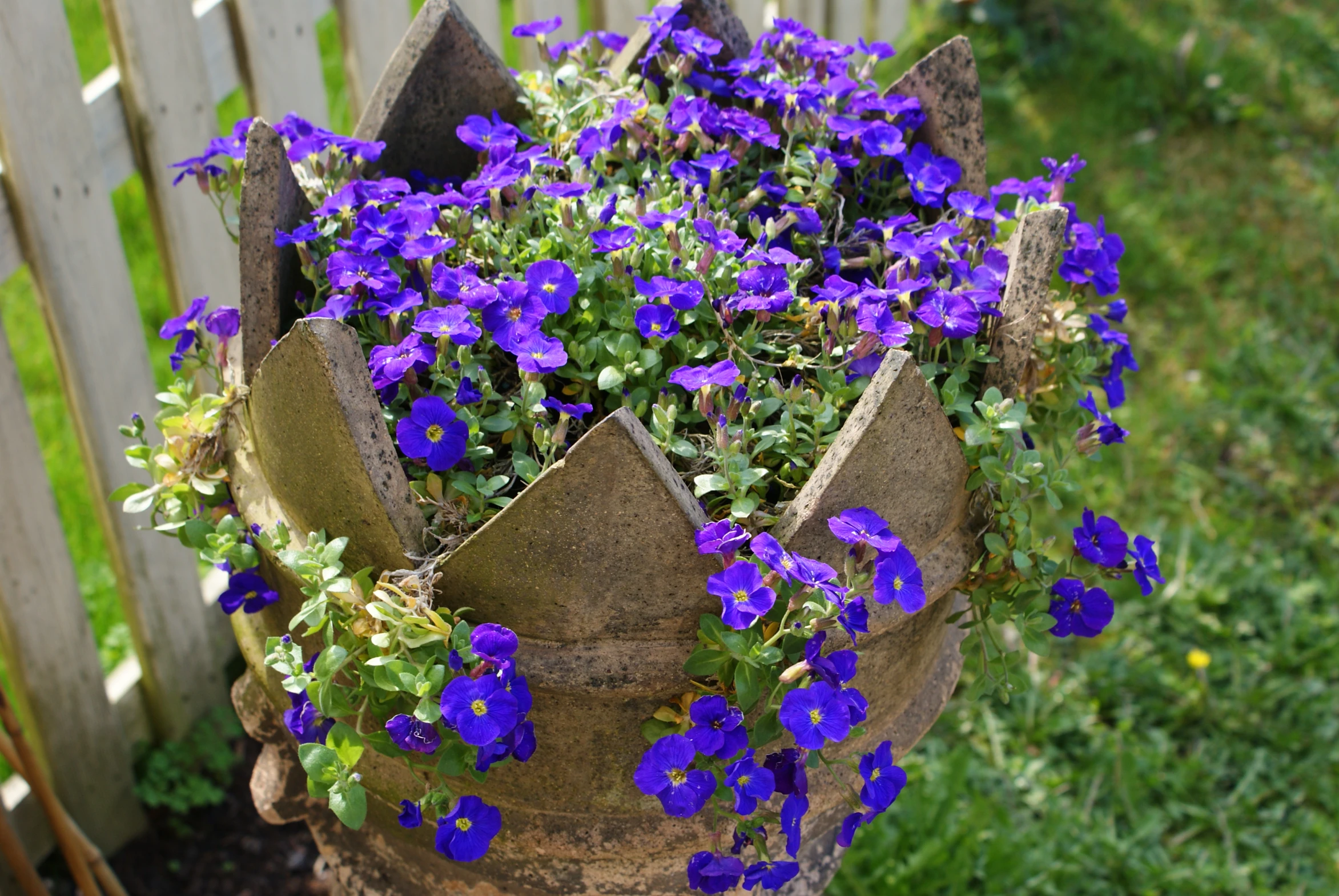 purple and blue petunias growing in an old rusty pot