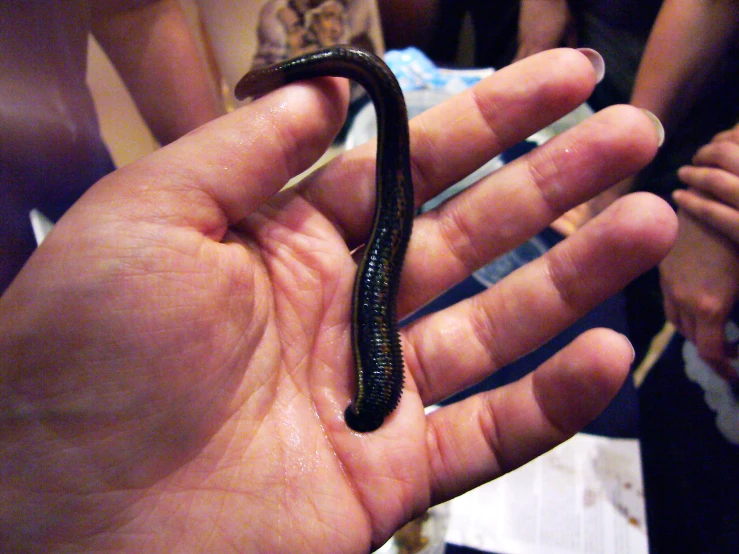 a little black and brown worm sitting on top of someones hand