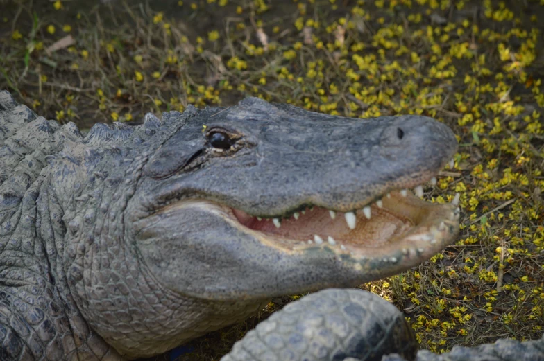 a large crocodile in a field of grass