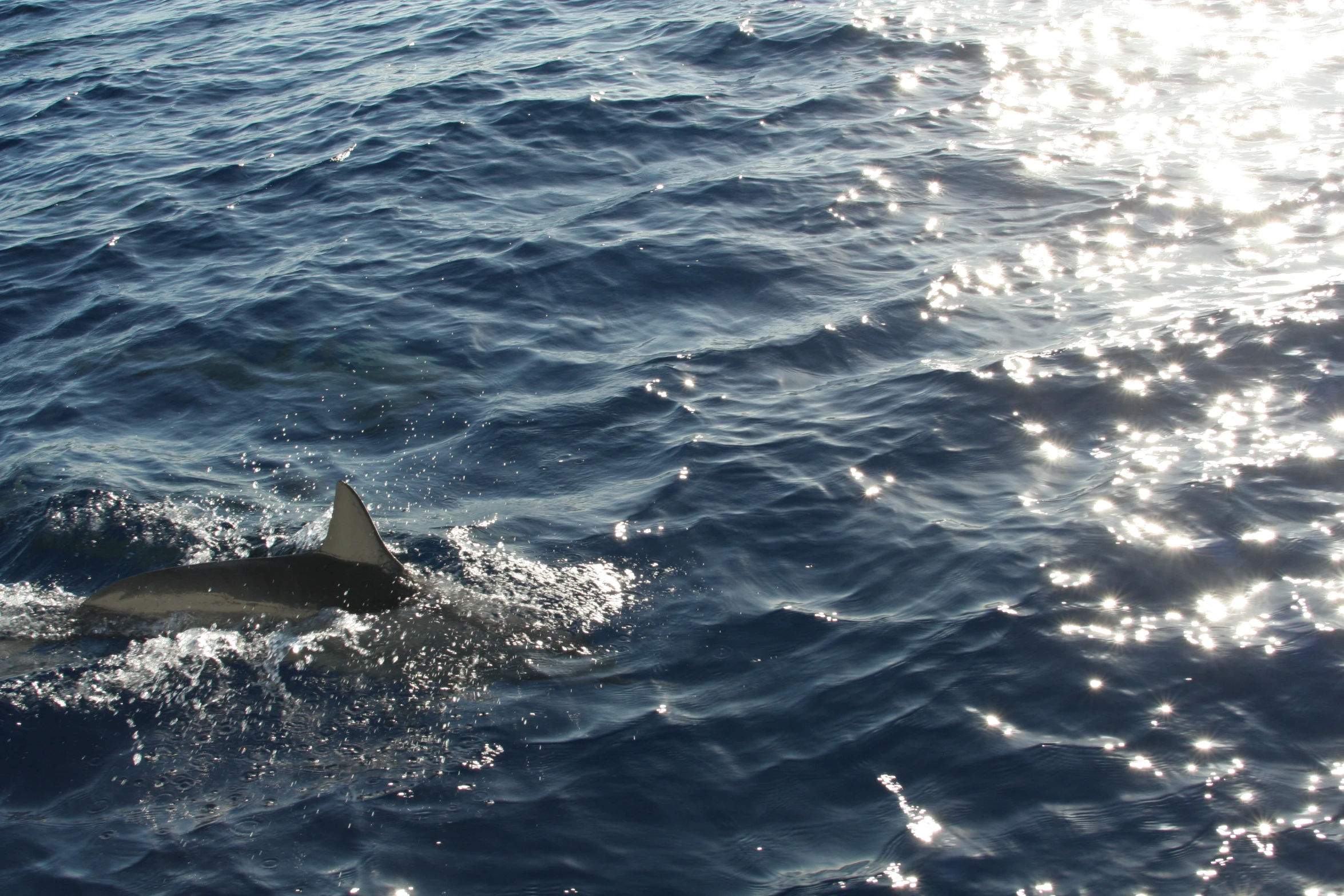 the dolphin is swimming through the water at daytime