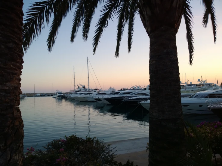 this is a marina full of boats and palm trees