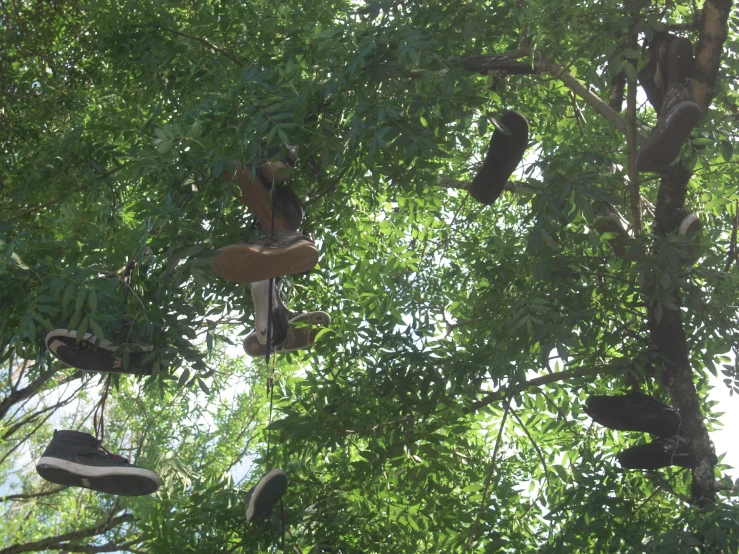 many shoes hanging off the side of a tree