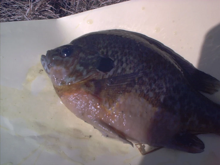 an image of a fish on the side of the river