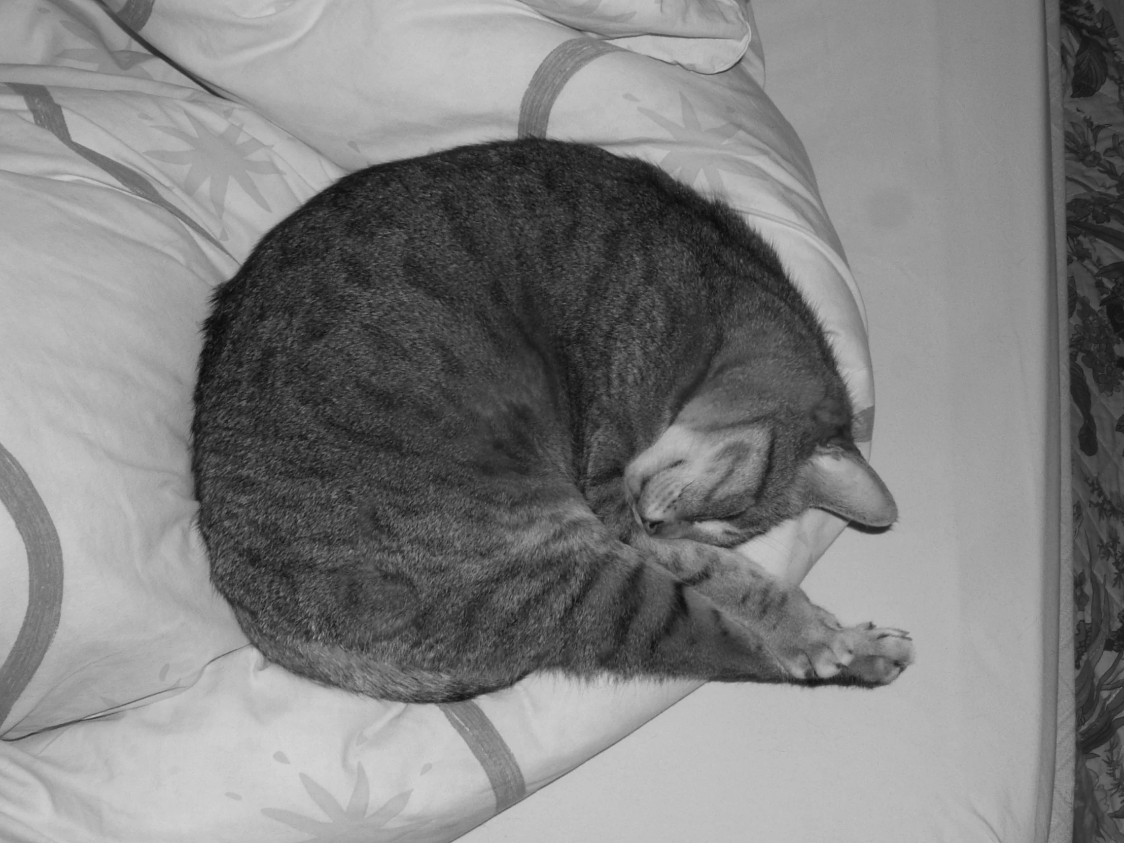 a black and white po of a cat sleeping on a bed