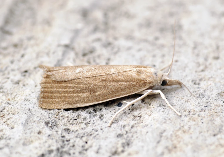 this is a bug on the cement that looks like it has wings open