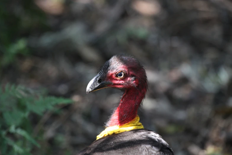 a close up of a bird with red and yellow feathers