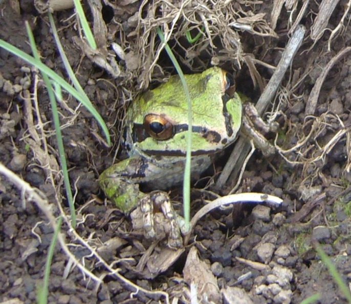 a frog sitting on top of some dirt