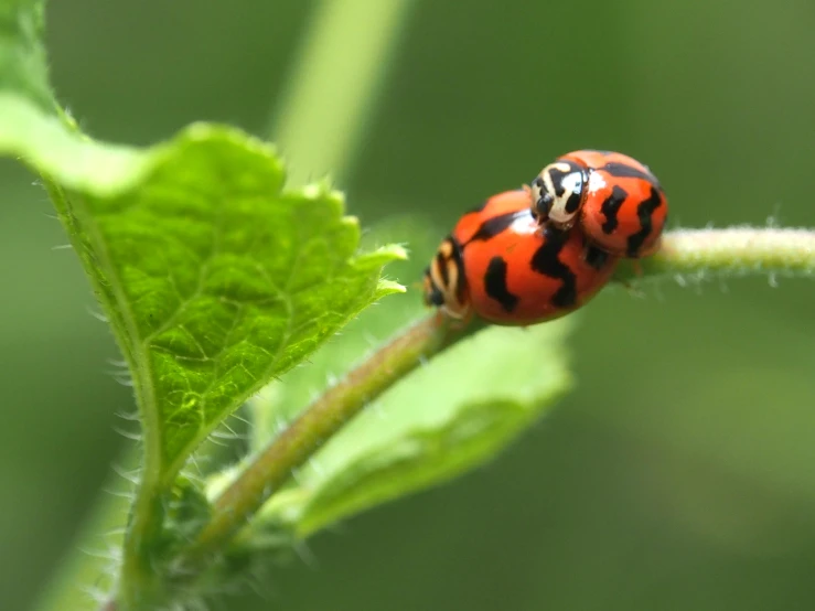 a lady bug on the tip of a green leaf