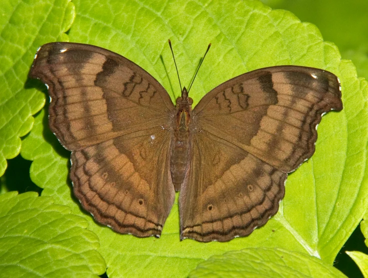 a close up of a erfly on green leaves