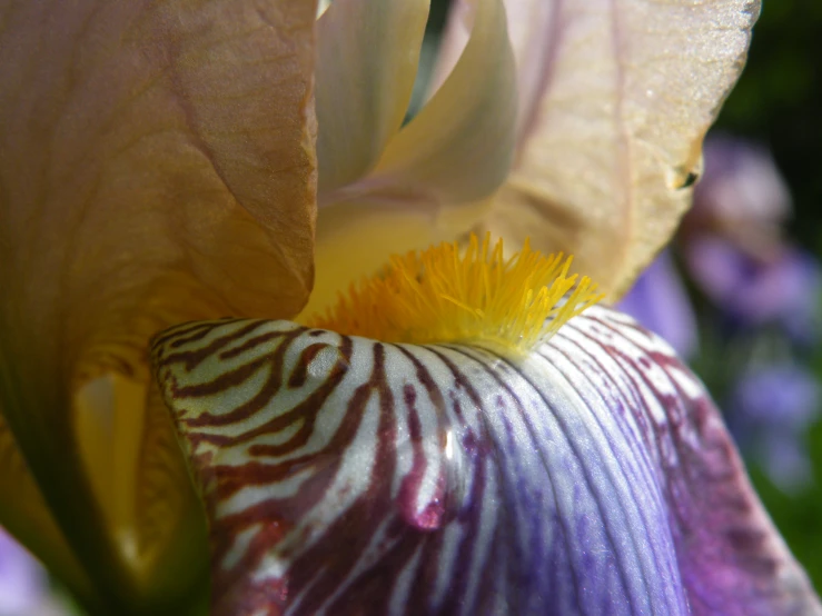 a closeup of the flower with the focus on the center part of the flower