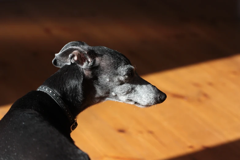 a small black and white dog on a wood floor