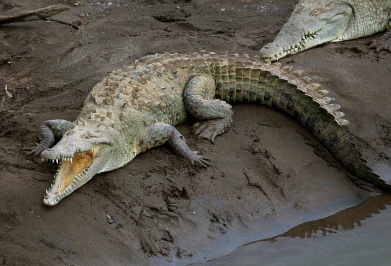 crocodiles are laying in the mud near a body of water