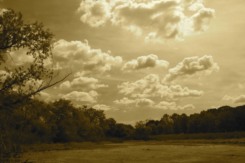 a black and white po of a wooded area under a cloudy sky