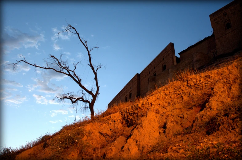 the lonely lone tree stands in the shadow of the cliff