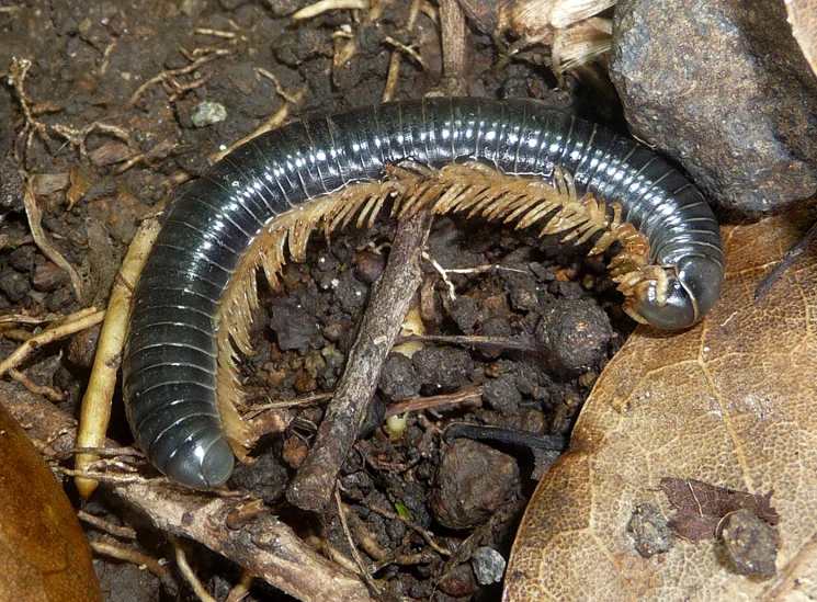 a close - up image of a worms body and tail