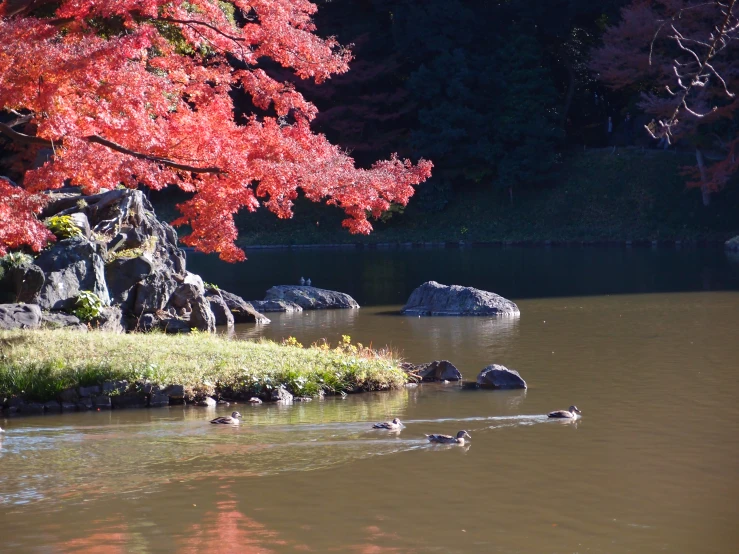 a small pond near a lush green forest