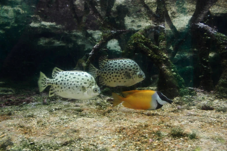 two large fish in an aquarium with algae