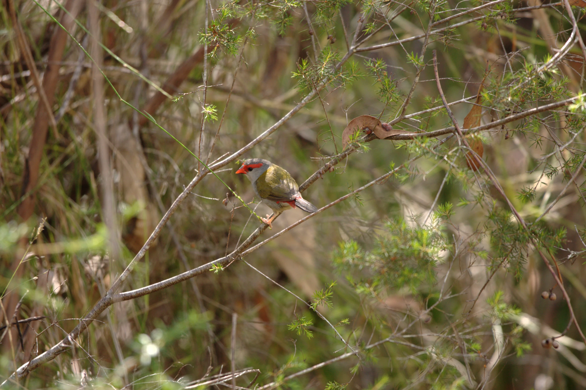 two birds sitting on the nches of some trees